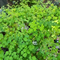 Gama noastră de Thalictrum delavayi.