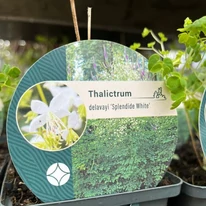 Eticheta plantei perene Thalictrum delavayi Splendide White. 