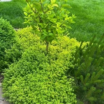 Thymus x citriodorus Archer's gold plantat ca și acoperitor de sol în jurul unei hortensii pe trunchi.