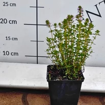 Aspectul cimbrișorului cu aromă de lămâie în luna mai.