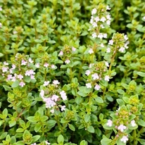 Cimbrișor cu aromă de lămâie în oferta Gardencentrum.