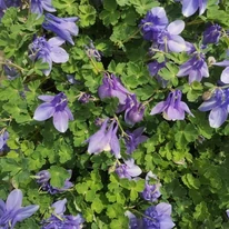 Căldărușa pitică arată minunat când este plantat în grupuri.
