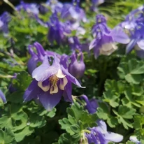 Floare de Aquilegia flabellata Ministar de aproape. 