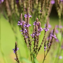 Verbena hastata - Verbina