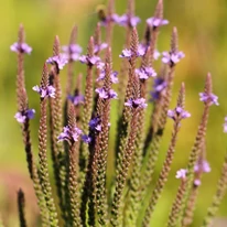 Verbena hastata - Verbina