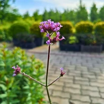 Floare de Verbena Lollipop în luna mai în pepiniera noastră.