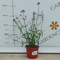 Verbena Lollipop la ghiveci, în pepiniera noastră, în luna august. 
