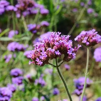 Verbena bonariensis K2 