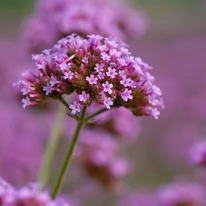 Verbena bonariensis K2 