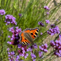 Verbena bonariensis K2 