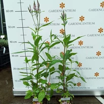 Aspectul  plantei Verbena hastata Rosea într-un ghiveci.