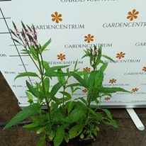 Florile verbinei roz de aproape, în pepiniera noastră.