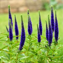 Veronica spicata Ulster Dwarf Blue arată minunat când este plantată în grupuri. 