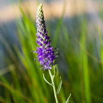 Veronica albastră la începutul înfloririi. 