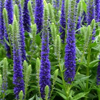 Veronica albastră decorează grădina cu florile sale viu colorate. 