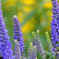 Inflorescențele alungite ale plantei perene Veronica spicata Ulster Dwarf Blue. 