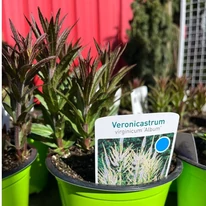Veronicastrum virginicum Album în pepiniera noastră în luna aprilie. 