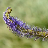 Inflorescența plantei Veronicastrum virginicum Fascination  de aproape. 