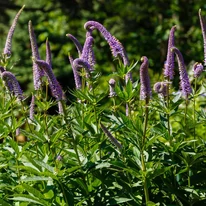 Veronicastrum virginicum Fascination plantat într-un grup. 