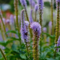 Inflorescențele violet-albăstrui ale plantei perene Veronicastrum virginicum Fascination.