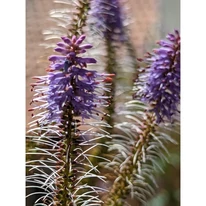 Inflorescența plantei perene Veronicastrum virginicum Fascination. 