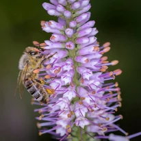 Flori de Veronicastrum virginicum Lavendelturm de aproape. 