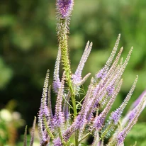 Veronicastrum virginicum Lavendelturm decorează cu inflorescențe lungi, deosebite. 