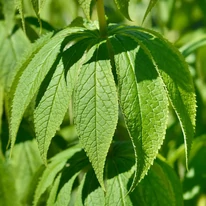 Frunzele plantei perene Veronicastrum virginicum Lavendelturm. 