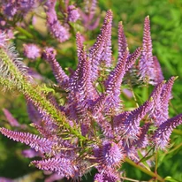 Veronicastrum virginicum Red Arrows înflorește abundent. 