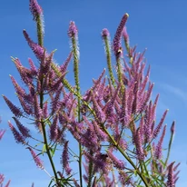 Veronicastrum virginicum Red Arrows crește înalt. 