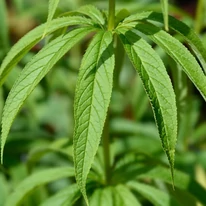 Frunzele plantei Veronicastrum virginicum Red Arrows. 
