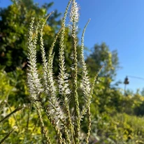 Veronicastrum virginicum Album în pepiniera noastră în luna august. 