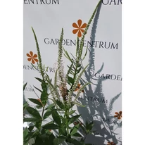 Veronicastrum virginicum înflorită la mijlocul lunii septembrie. 