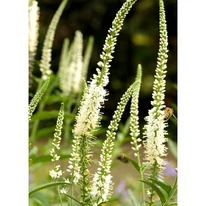 Inflorescențele plantei Veronicastrum virginicum Album. 
