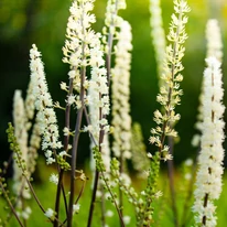 Inflorescențele plantei Veronicastrum virginicum Album la soare. 