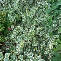 Saschiu variegat plantat ca acoperitor de sol. 
