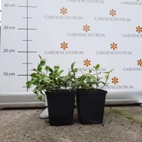 Saschiu variegat în luna august la Gardencentrum.net. 