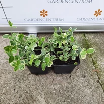 Frunzișul saschiului variegat, vara, într-un ghiveci de 9 cm. 