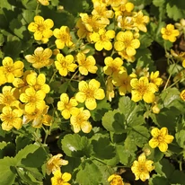 Flori galbene de Waldsteinia ternata