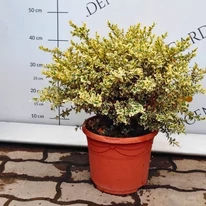 Aspectul cimșirului variegat în pepiniera noastră.