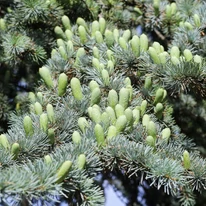 Cedrus atlantica Glauca K5 - Cedru atlantic albastru
