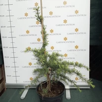 Forma specială a plantei Cedrus deodara, în pepiniera noastră. 
