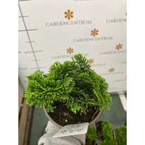 Frunzișul veșnic verde a chiparosului japonez. 