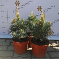 Pinus sylvestris Chantry Blue cu creștere pitică, în pepiniera noastră. 