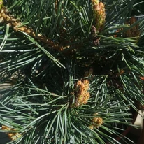 Acele pinului Pinus sylvestris Chantry Blue de aproape. 