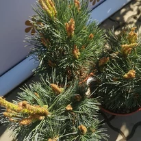 Pinus sylvestris Chantry Blue cu frunziș verde-argintiu elegant. 