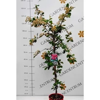 Aspectul plantei Cotoneaster lacteus în pepiniera noastră. 