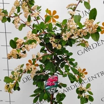 Înflorirea plantei Cotoneaster lacteus în luna mai. 