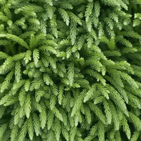 Cedrul japonez veșnic verde poate fi plantat și în stâncării. 
