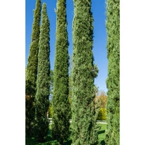 Cupressus sempervirens Totem la maturitate. 